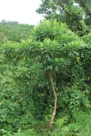 batino tree 2
