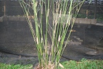 mini bamboo 3