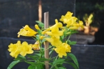 yellow bignonia